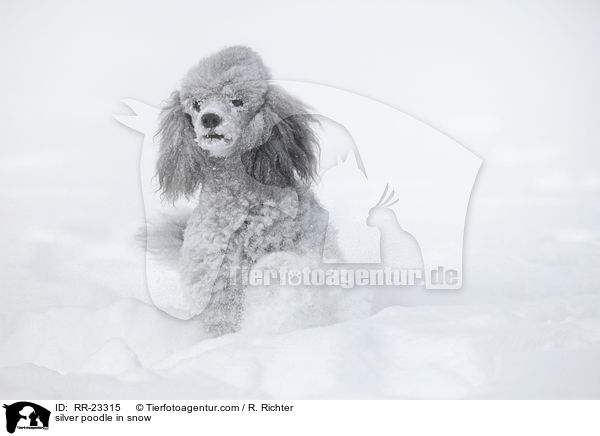 Silberpudel im Schnee / silver poodle in snow / RR-23315