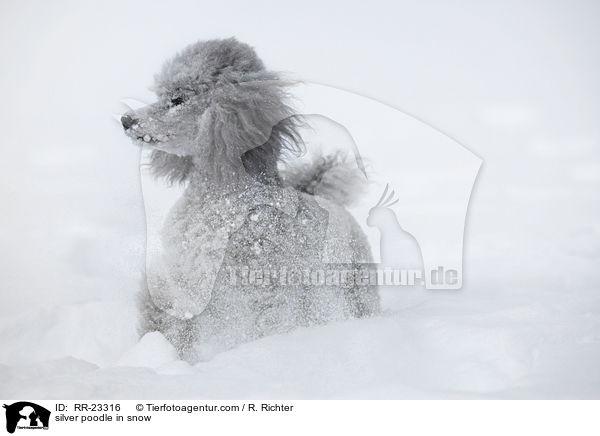Silberpudel im Schnee / silver poodle in snow / RR-23316