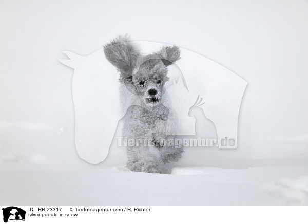 Silberpudel im Schnee / silver poodle in snow / RR-23317