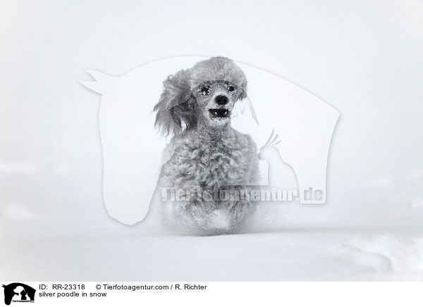Silberpudel im Schnee / silver poodle in snow / RR-23318