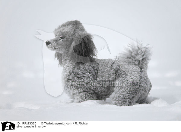 Silberpudel im Schnee / silver poodle in snow / RR-23320