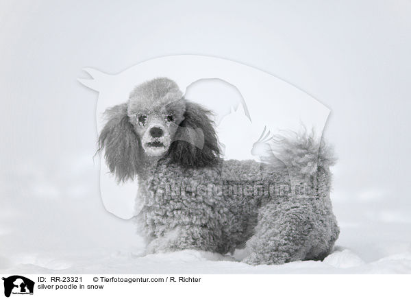 Silberpudel im Schnee / silver poodle in snow / RR-23321