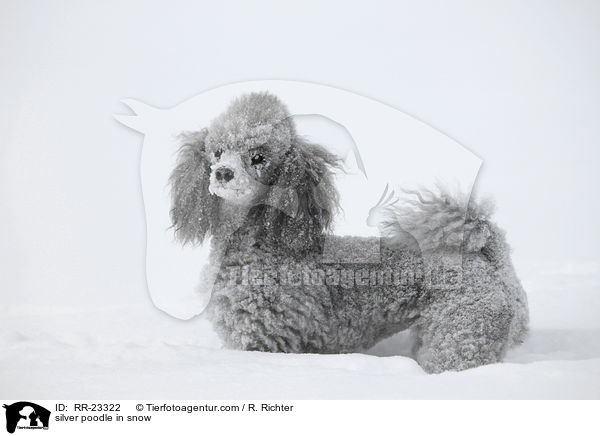 Silberpudel im Schnee / silver poodle in snow / RR-23322