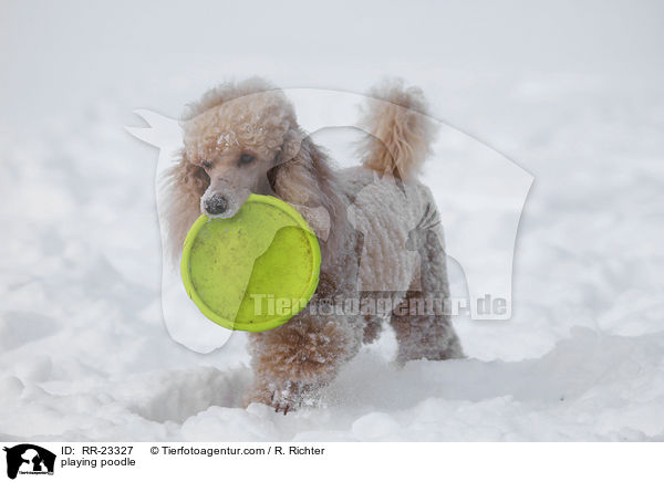 spielender Pudel / playing poodle / RR-23327