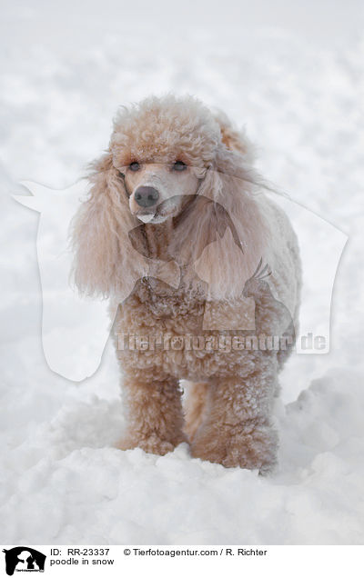 Kleinpudel im Schnee / poodle in snow / RR-23337