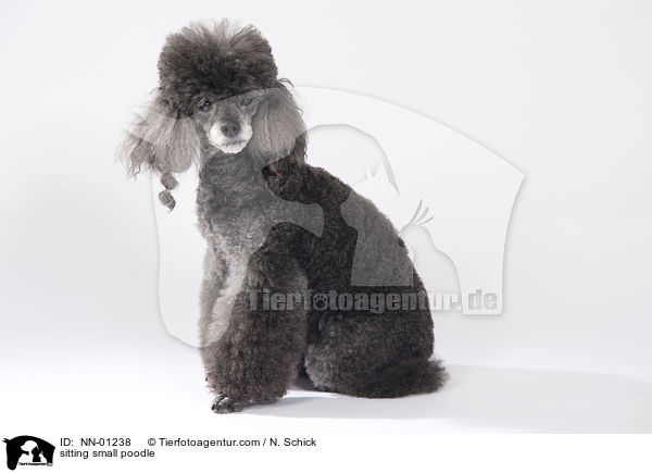 sitzender Kleinpudel / sitting small poodle / NN-01238