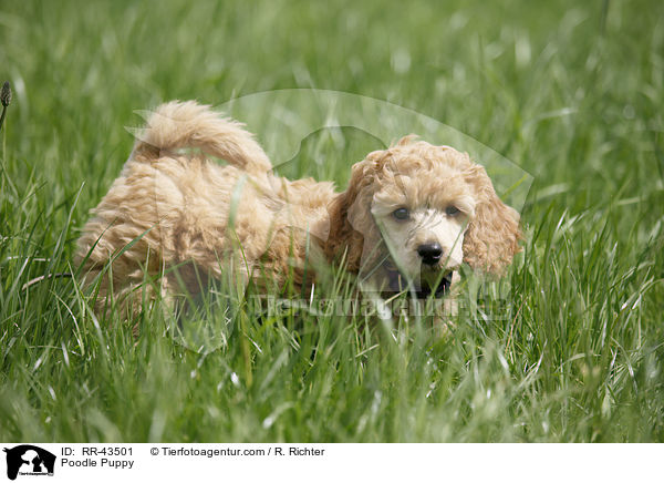 Kleinpudel Welpe / Poodle Puppy / RR-43501
