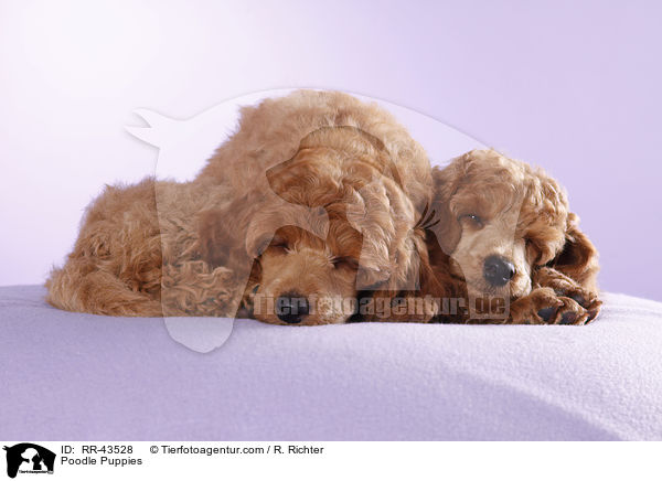 Kleinpudel Welpen / Poodle Puppies / RR-43528