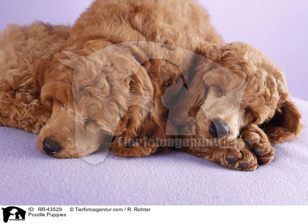 Kleinpudel Welpen / Poodle Puppies / RR-43529
