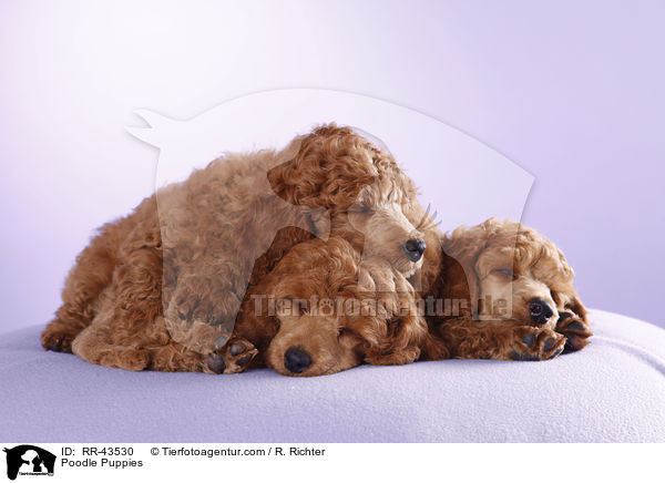 Kleinpudel Welpen / Poodle Puppies / RR-43530