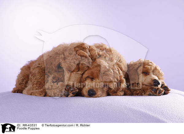 Kleinpudel Welpen / Poodle Puppies / RR-43531