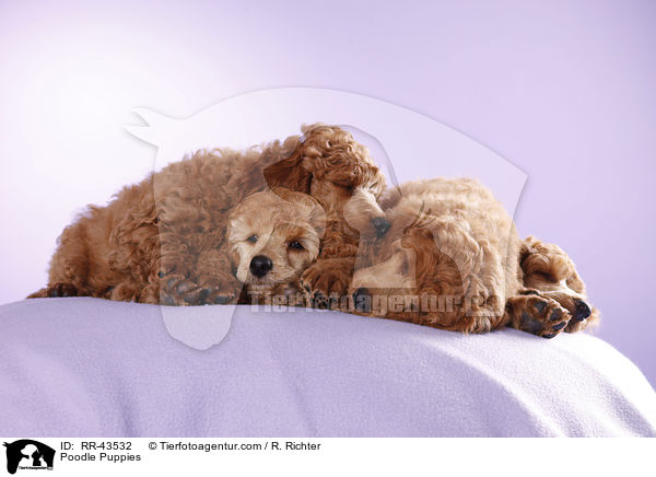 Kleinpudel Welpen / Poodle Puppies / RR-43532