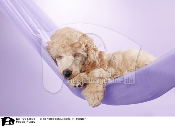 Kleinpudel Welpe / Poodle Puppy / RR-43536