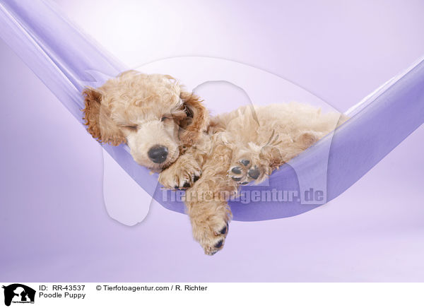 Kleinpudel Welpe / Poodle Puppy / RR-43537
