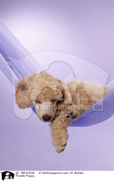 Kleinpudel Welpe / Poodle Puppy / RR-43538
