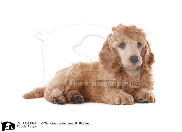 Kleinpudel Welpe / Poodle Puppy / RR-43546