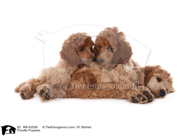 Poodle Puppies / RR-43556