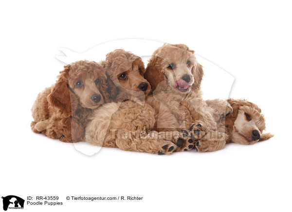 Kleinpudel Welpen / Poodle Puppies / RR-43559