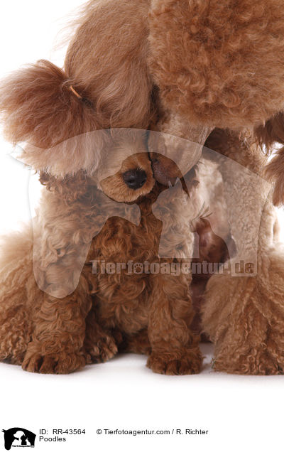 Kleinpudel / Poodles / RR-43564