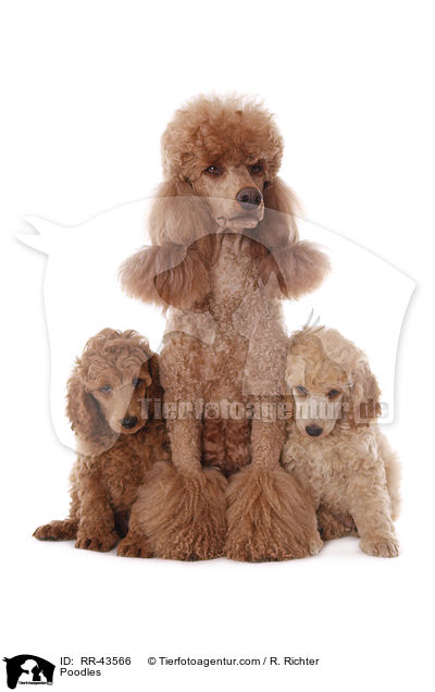 Kleinpudel / Poodles / RR-43566