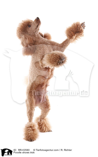 Kleinpudel macht Mnnchen / Poodle shows trick / RR-43580