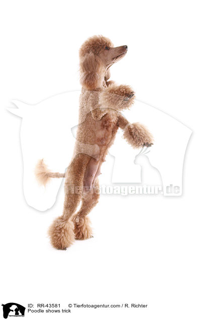 Kleinpudel macht Mnnchen / Poodle shows trick / RR-43581