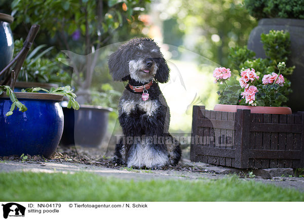 sitzender Kleinpudel / sitting poodle / NN-04179