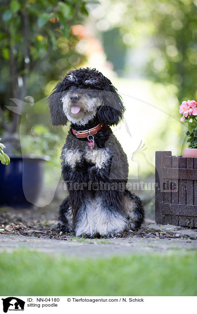 sitzender Kleinpudel / sitting poodle / NN-04180