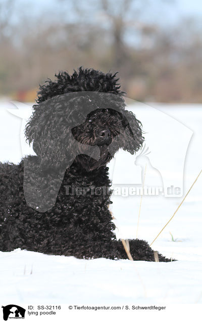liegender Kleinpudel / lying poodle / SS-32116