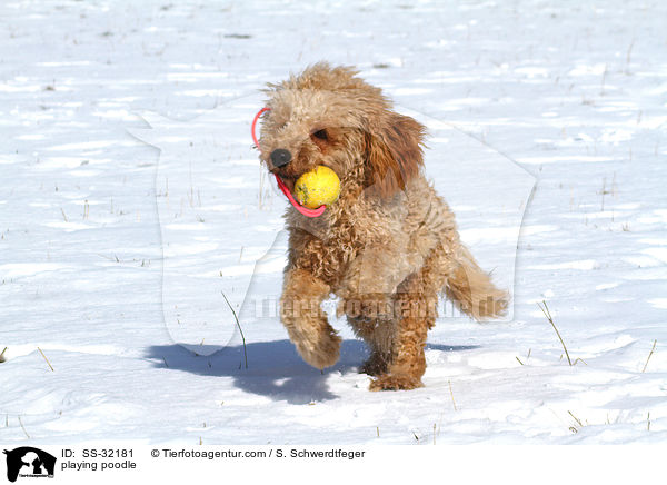spielender Kleinpudel / playing poodle / SS-32181