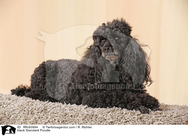 schwarzer Kleinpudel / black Standard Poodle / RR-60994