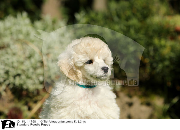 Kleinpudel Welpe / Standard Poodle Puppy / KL-14758