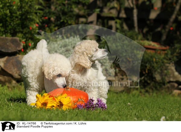 Kleinpudel Welpen / Standard Poodle Puppies / KL-14766