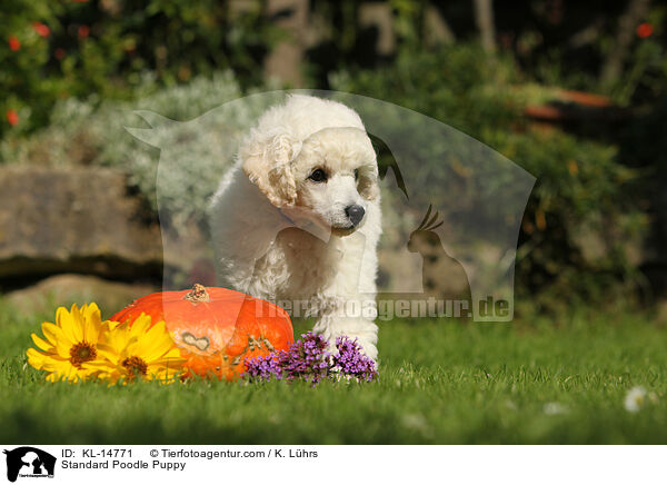 Kleinpudel Welpe / Standard Poodle Puppy / KL-14771