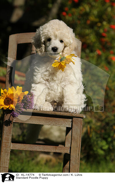 Kleinpudel Welpe / Standard Poodle Puppy / KL-14774