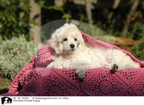 Kleinpudel Welpe / Standard Poodle Puppy / KL-14783