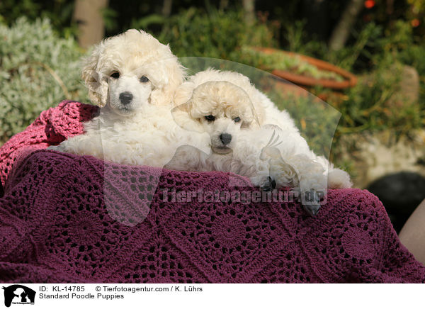 Kleinpudel Welpen / Standard Poodle Puppies / KL-14785