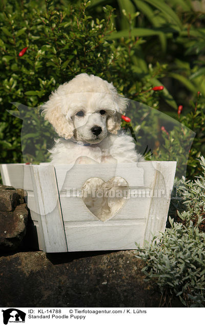 Kleinpudel Welpe / Standard Poodle Puppy / KL-14788