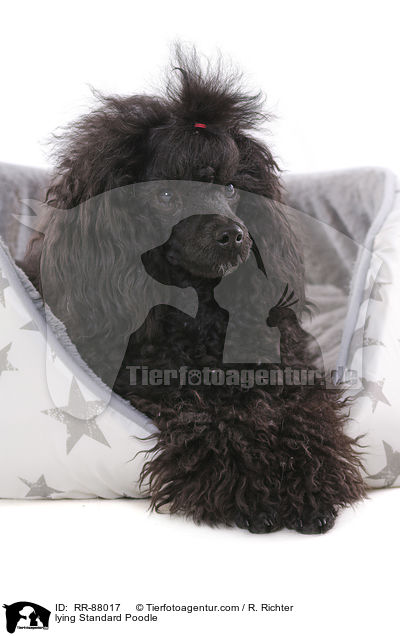 liegender Kleinpudel / lying Standard Poodle / RR-88017