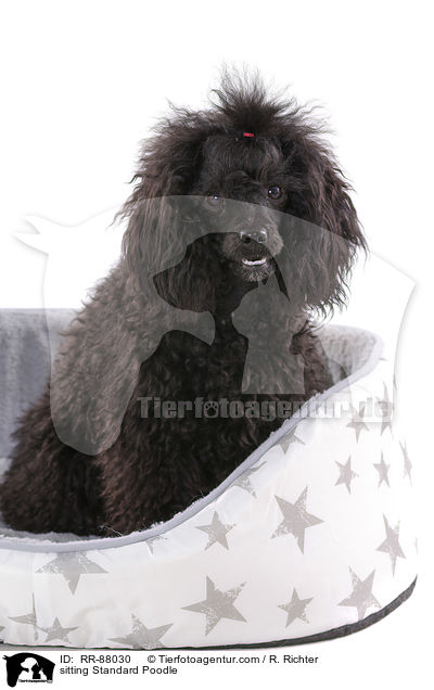 sitzender Kleinpudel / sitting Standard Poodle / RR-88030