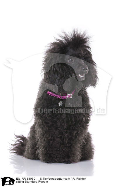 sitzender Kleinpudel / sitting Standard Poodle / RR-88050