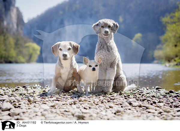 3 Hunde / 3 Dogs / AH-01192