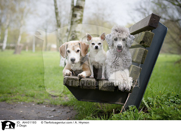 3 Hunde / 3 Dogs / AH-01193