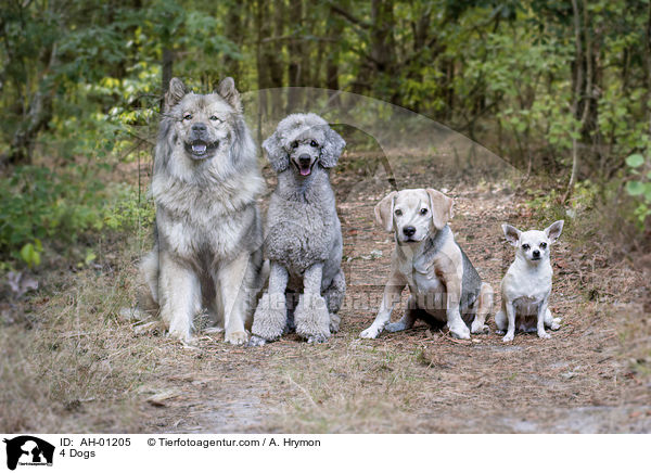 4 Hunde / 4 Dogs / AH-01205