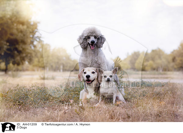 3 Hunde / 3 Dogs / AH-01209