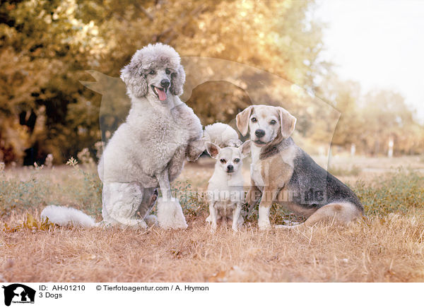 3 Hunde / 3 Dogs / AH-01210