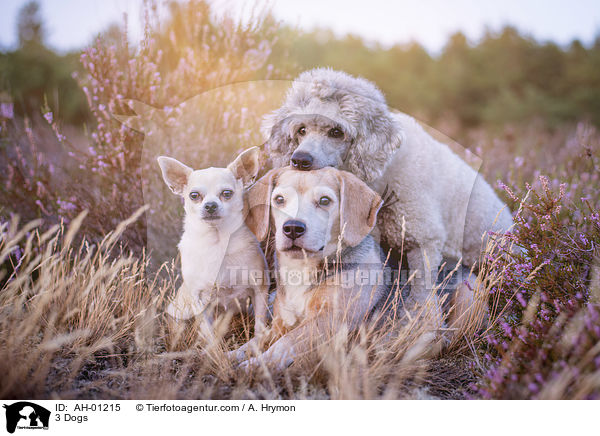 3 Hunde / 3 Dogs / AH-01215