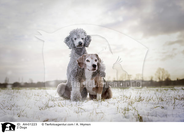 2 Hunde / 2 Dogs / AH-01223
