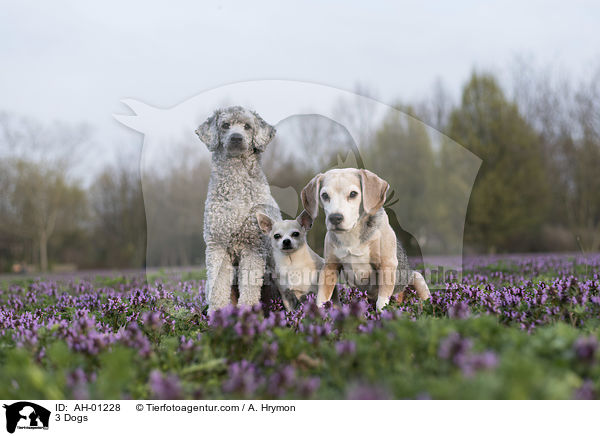 3 Hunde / 3 Dogs / AH-01228