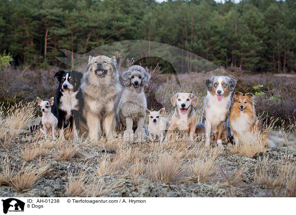 8 Hunde / 8 Dogs / AH-01238